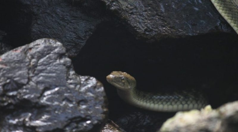 S toplijim vremenom stižu i zmije: Evo kako se trebate ponašati ako naletite na njih