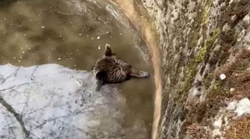 Rama: Dobri ljudi spasili medvjeda iz bunara (VIDEO)