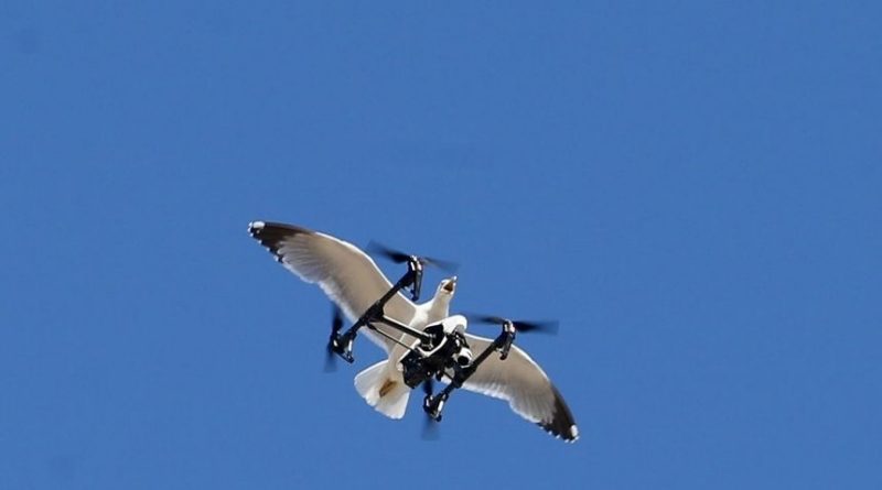 HIT DANA: Galeb napao dron dok je Grašo snimao spot za pjesmu 'Moj galebe'