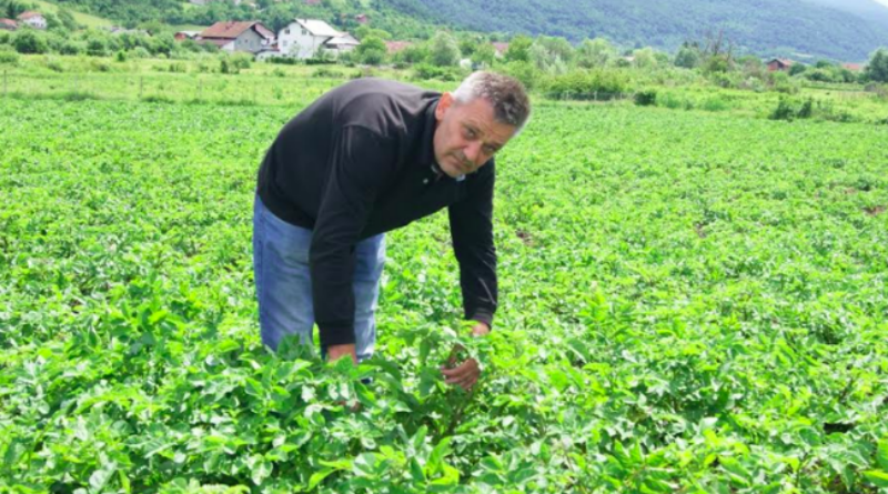 Na Ekremovoj zemlji raste iznimno kvalitetan krumpir