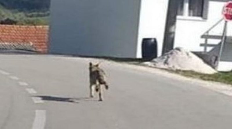 Vukovi prave ogromne štete vlasnicima stoke na području Tomislavgrada i Kupresa