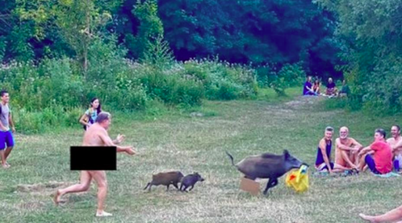 Divlja svinja nudistu ukrala laptop