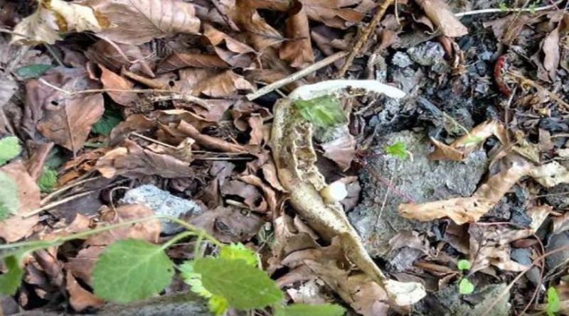 TOMISLAVGRAD: Započet pregled posmrtnih ostataka više osoba