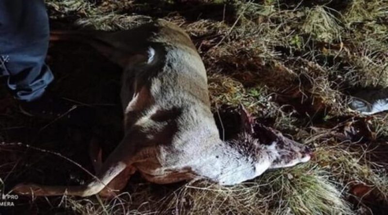 TOMISLAVGRAD: Krivolovci ubili dvije srne i pucali na ljude u vikendici