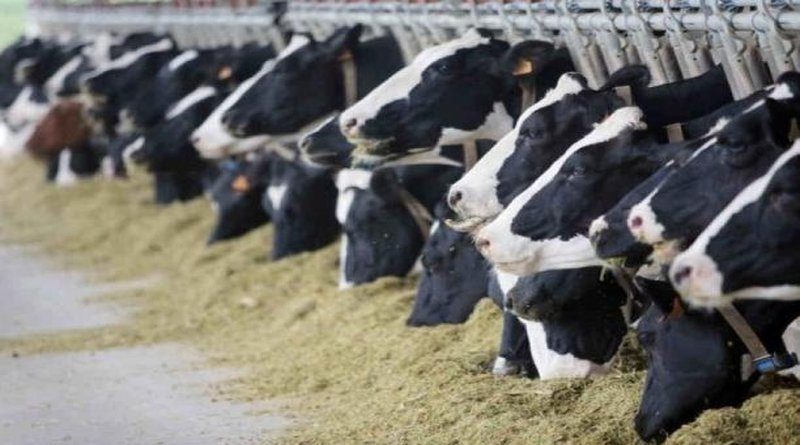 FARMERI PORUČUJU: Ograničite uvoz mesa ili izlazimo na ulice