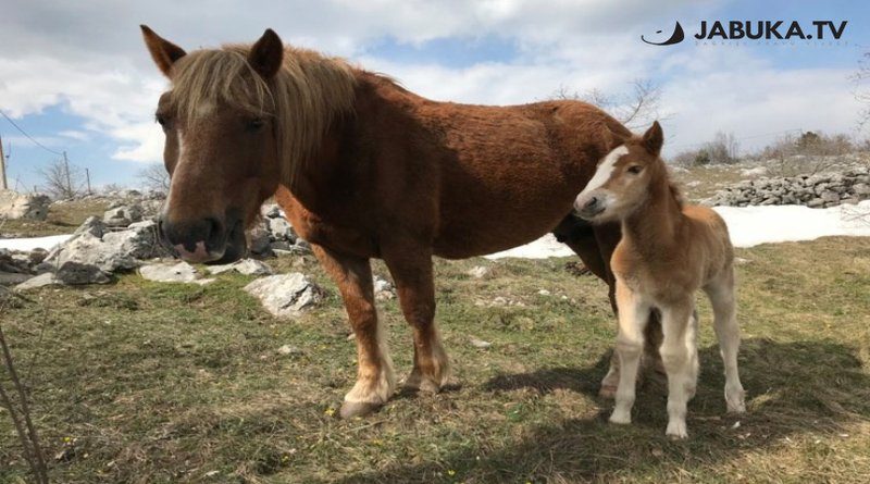 Livno: Spriječena krađa više od 40 konja na Bilima, uhvaćena skupina dugogodišnjih zlostavljača