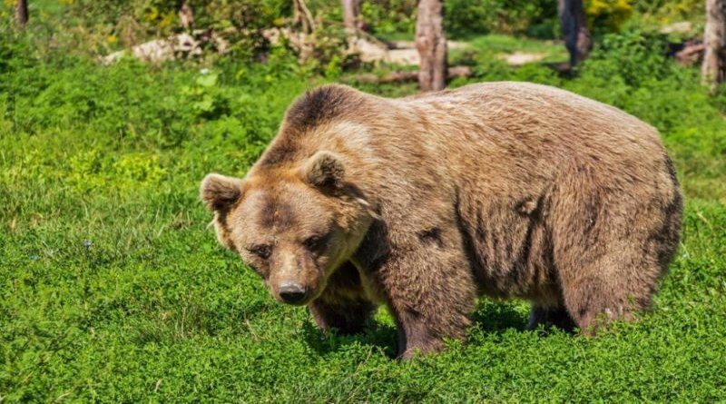 Medvjed snimljen u središtu sela Miši na Buškom blatu, mještani pozvani na oprez