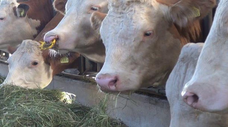 HBŽ: Za domaće mlijeko i jaja na kućnom pragu u HBŽ-u lani 50.000 KM potpore