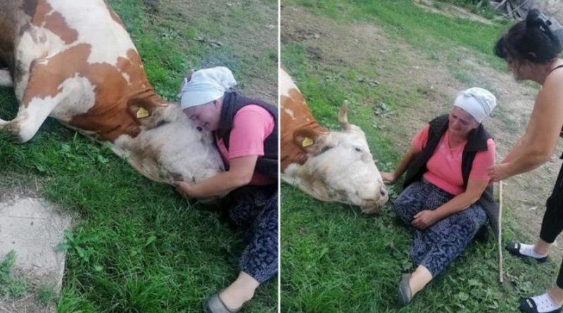 Tužne fotografije nakon što je baki kod Velike Kladuše uginula krava