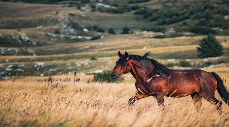 Europska Mongolija: Idiličan kraj kod Livna kojim galopira 800 divljih konja