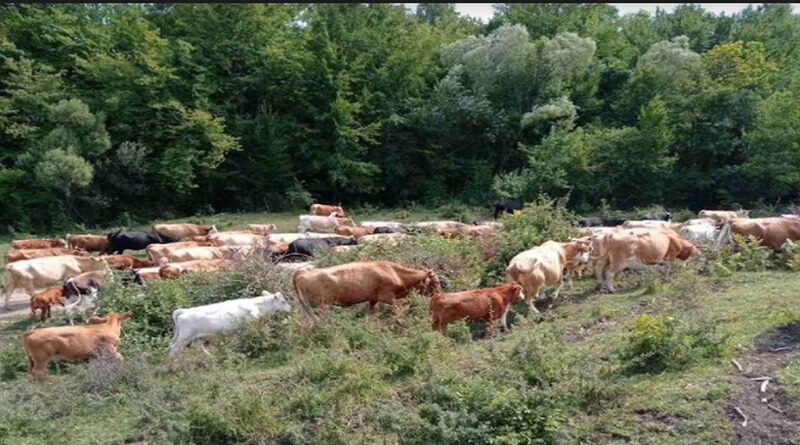 Ekološki proizvedeno meso s jedinstvene farme na otvorenom