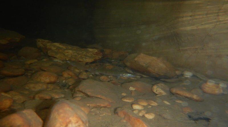 Kakve vrste riba krije Livanjsko polje?
