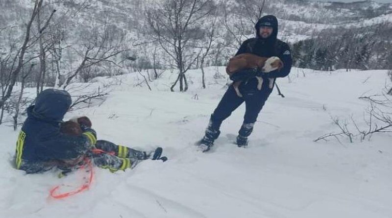 LIVNO Vatrogasci spasili izgubljene lovačke pse s Dinare