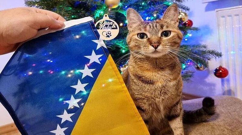 Mačka iz BiH jedna je od najpopularnijih na svijetu, ima čak i svoj kalendar te knjigu