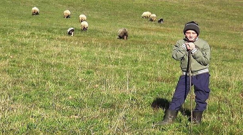Dječak Adnan džeparac troši kako bi proširio svoje stado ovaca