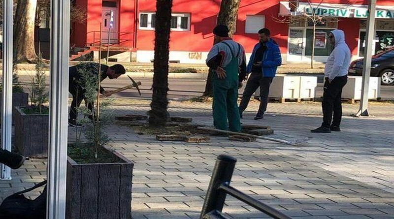 Čovjek u Mostaru htio prodati gradsku palmu: Na OLX-u je nudio za 400 KM, pokušali je iščupati...