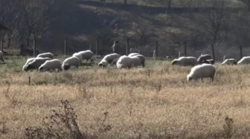 Susjedove ovce ušle u voćnjak i obrstile ga, on pretukao susjeda