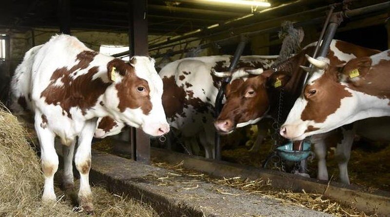 Domaće farme propadaju, a uvoz raste