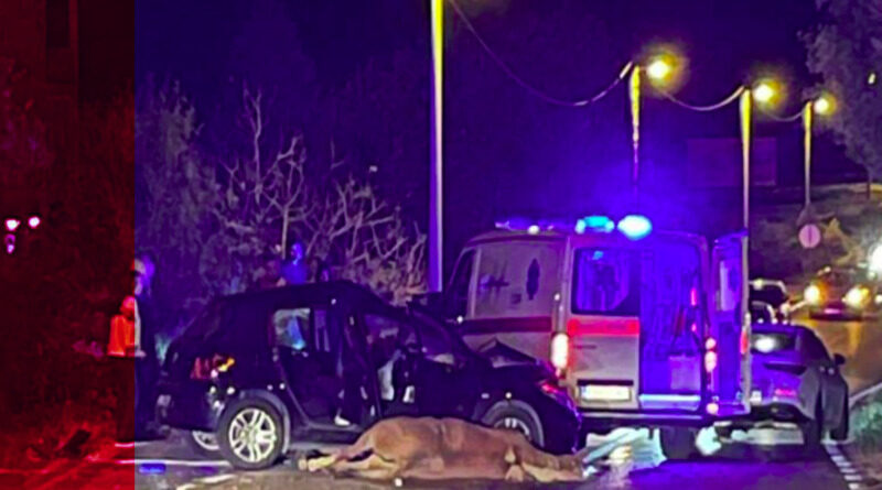 Težak sudar konja i automobila