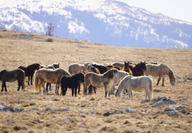Započela izrada stručne studije upravljanja populacijom divljih konja na području Hercegbosanske županije
