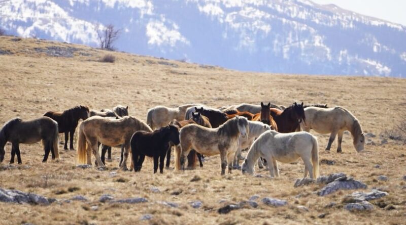 Započela izrada stručne studije upravljanja populacijom divljih konja na području Hercegbosanske županije